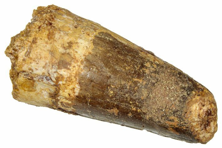 Fossil Spinosaurus Tooth - Robust Tooth #333625